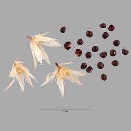   Flowers,nbsp;seeds:   Celosia argentea ; Photo by M. Maher, USDA APHIS PPQ ITP, imageID.idtools.org
